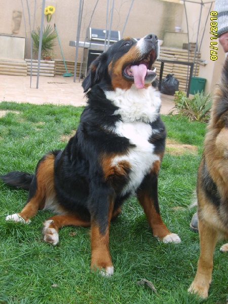 Chantie (dite carry) du domaine de la bodegua