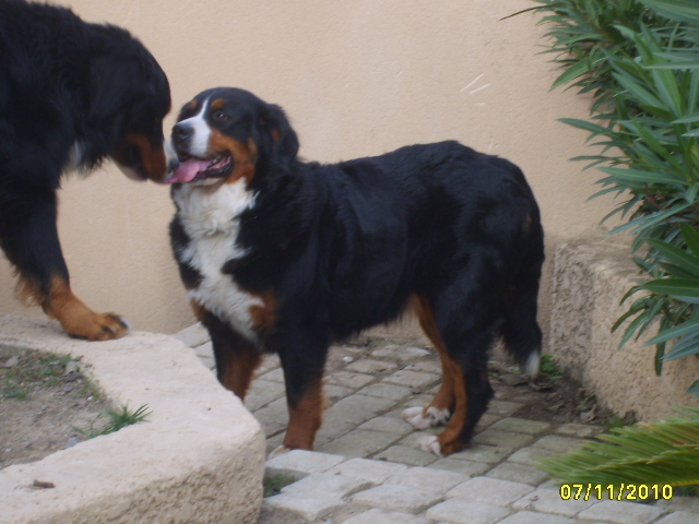 Chantie (dite carry) du domaine de la bodegua