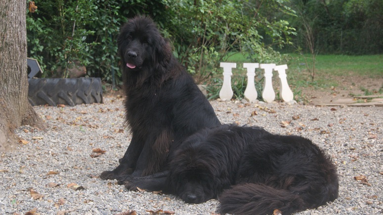 Hapache du haras du breil