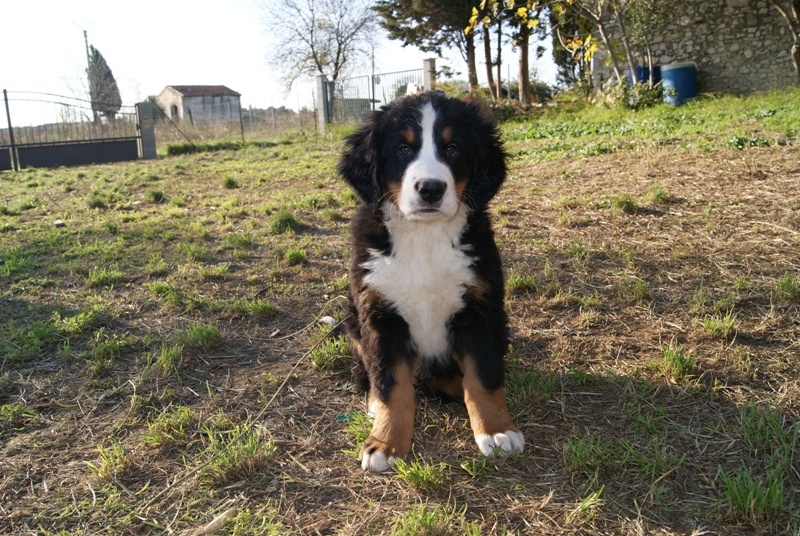 des Jardins d Artemis - Bouvier Bernois - Portée née le 30/09/2010