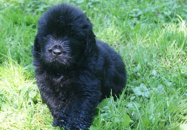 des Jardins d Artemis - Terre-neuve - Portée née le 01/05/2015