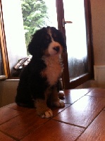 CHIOT 3