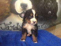 CHIOT