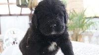 CHIOT