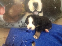 CHIOT