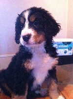 CHIOT 3