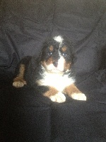CHIOT