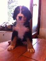 CHIOT 5
