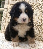 CHIOT BLEU