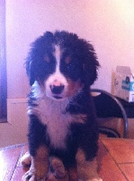 CHIOT 5