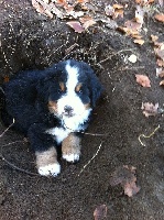 CHIOT 2