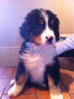 CHIOT 2