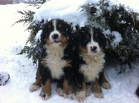CHIOT 4