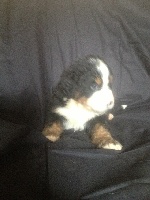 CHIOT