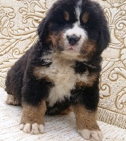 CHIOT JAUNE