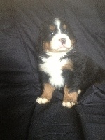 CHIOT