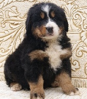CHIOT ORANGE
