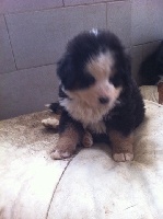 CHIOT 1