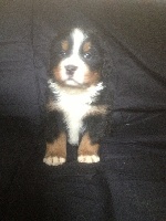 CHIOT