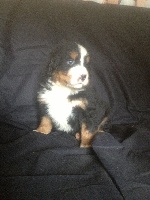 CHIOT